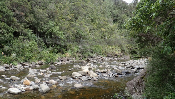 Pinnacles Kauaeranga Kauri Trail