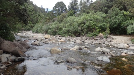 Pinnacles Kauaeranga Kauri Trail
