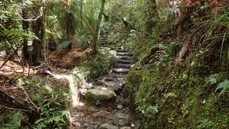 Pinnacles Kauaeranga Kauri Trail