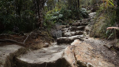Pinnacles Kauaeranga Kauri Trail