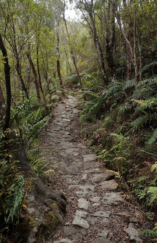 Pinnacles Kauaeranga Kauri Trail