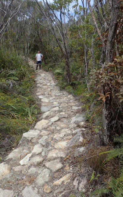 Pinnacles Kauaeranga Kauri Trail