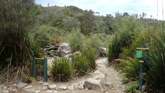 Pinnacles Kauaeranga Kauri Trail