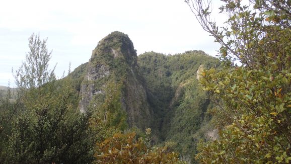 Pinnacles Kauaeranga Kauri Trail