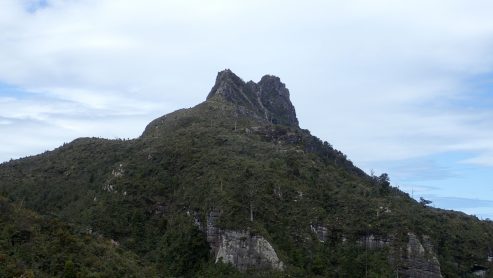 Pinnacles Kauaeranga Kauri Trail