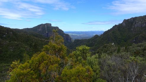 Pinnacles Kauaeranga Kauri Trail