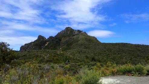 Pinnacles Kauaeranga Kauri Trail