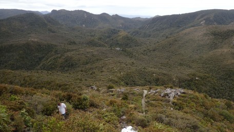 Pinnacles Kauaeranga Kauri Trail