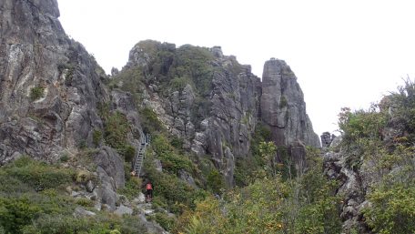 Pinnacles Kauaeranga Kauri Trail