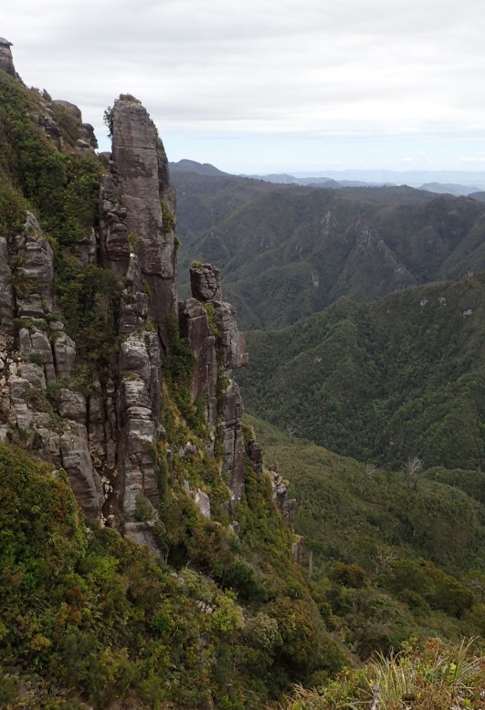 Pinnacles Kauaeranga Kauri Trail