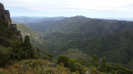 Pinnacles Kauaeranga Kauri Trail