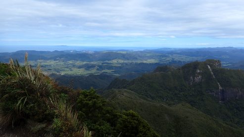 Pinnacles Kauaeranga Kauri Trail