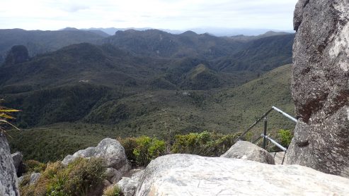 Pinnacles Kauaeranga Kauri Trail