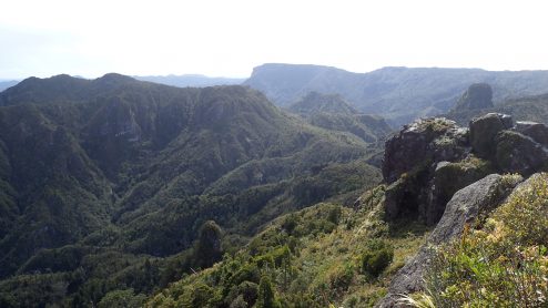 Pinnacles Kauaeranga Kauri Trail