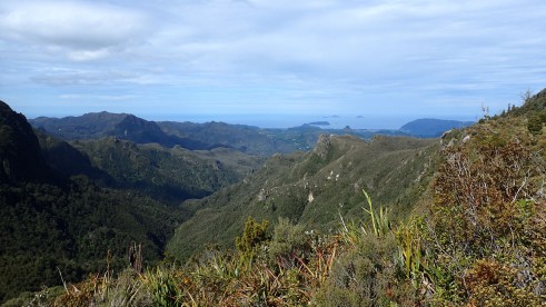 Pinnacles Kauaeranga Kauri Trail