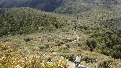 Pinnacles Kauaeranga Kauri Trail