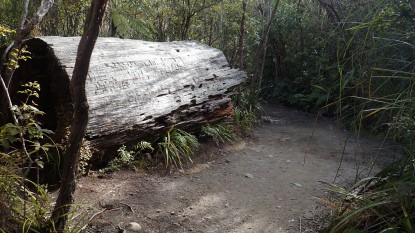 Pinnacles Kauaeranga Kauri Trail