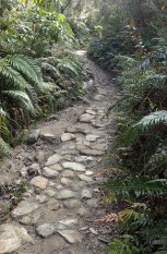 Pinnacles Kauaeranga Kauri Trail