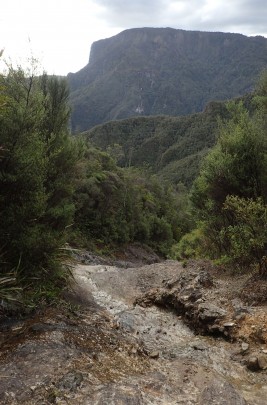 Pinnacles Kauaeranga Kauri Trail