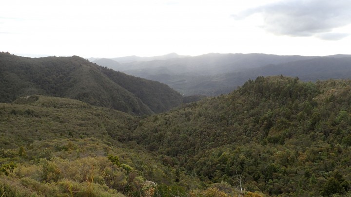 Pinnacles Kauaeranga Kauri Trail