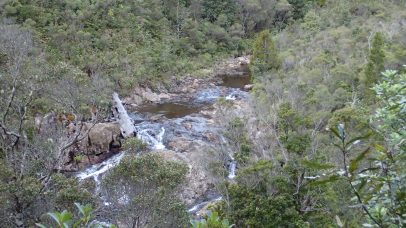 Pinnacles Kauaeranga Kauri Trail