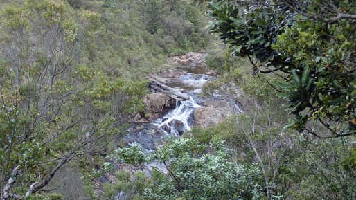 Pinnacles Kauaeranga Kauri Trail