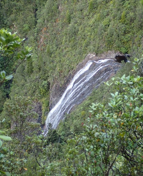 Pinnacles Kauaeranga Kauri Trail