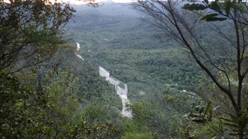Pinnacles Kauaeranga Kauri Trail