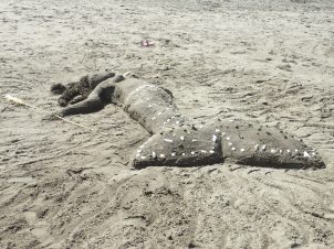 Whatipu Beach