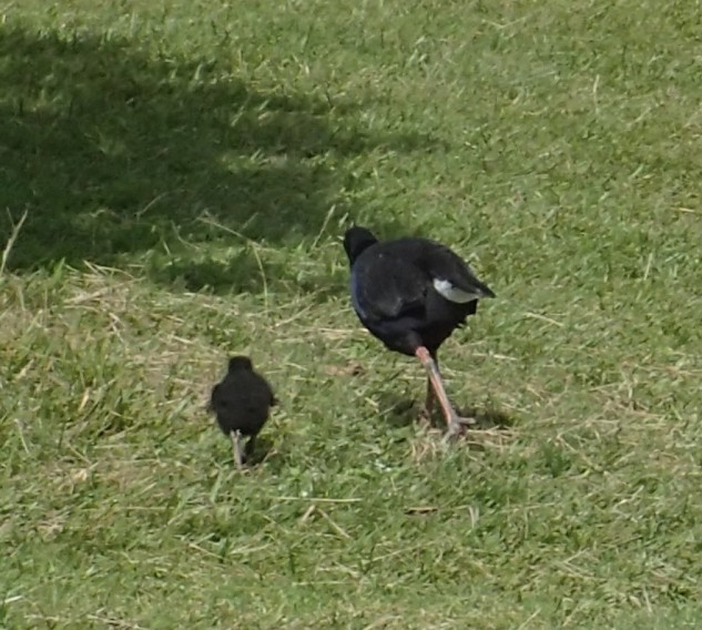 pukeko2