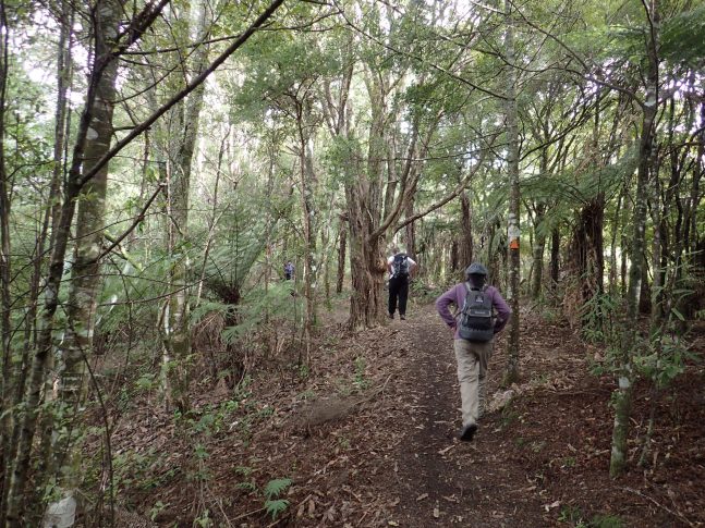 Wairoa Loop Track