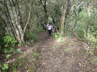 Wairoa Loop Track