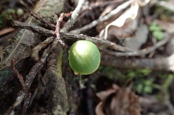 Wairoa Loop Track