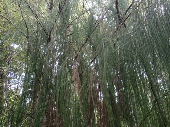 Wairoa Loop Track