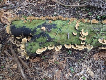 Wairoa Loop Track