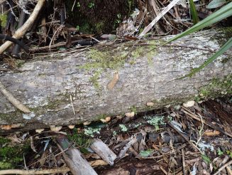 Wairoa Loop Track