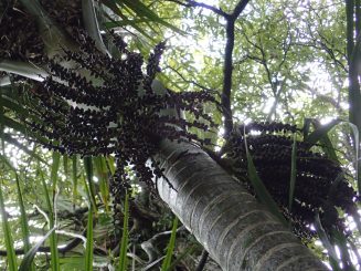 Wairoa Loop Track