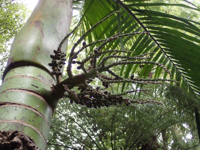 Wairoa Loop Track