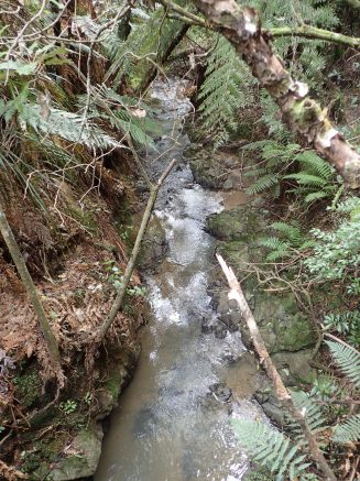 Wairoa Loop Track