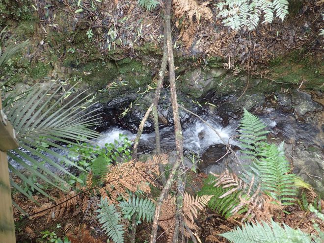 Wairoa Loop Track