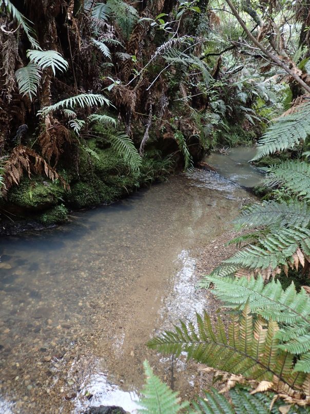Wairoa Loop Track