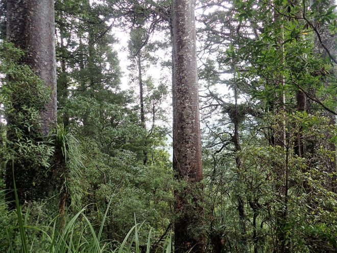 Cossey Massey Loop