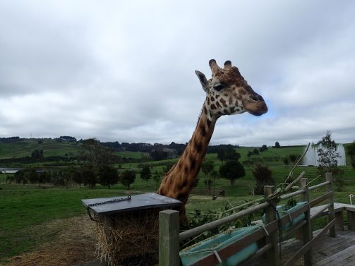 Gibbs Farm Visit