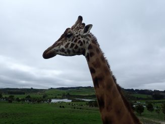 Gibbs Farm Visit