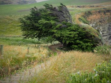Track to Jack's Blowhole