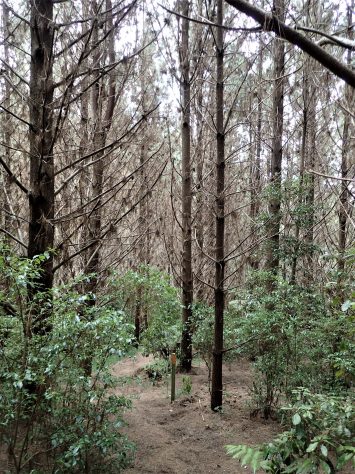 Moirs Hill Walkway