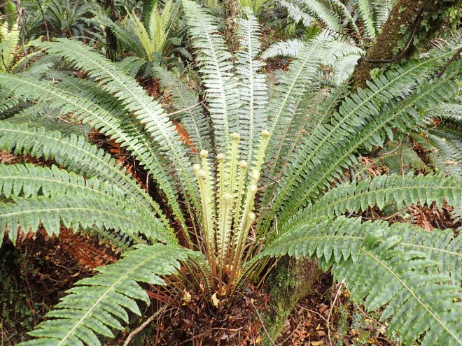 Rakiura Track