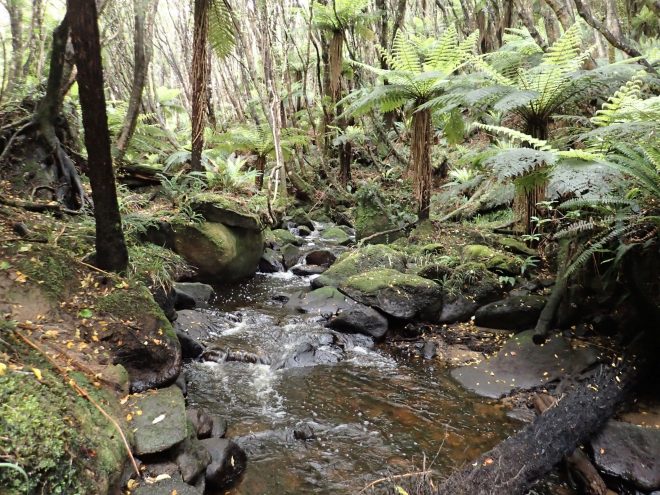 Stewart Island