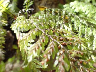 Rakiura Track