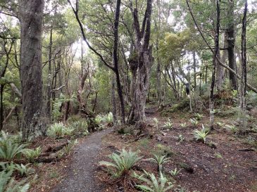 Rakiura Track